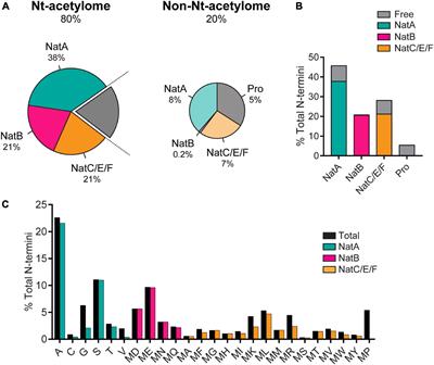 How important is the N-terminal acetylation of alpha-synuclein for its function and aggregation into amyloids?